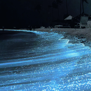 午夜福利免费区在线观看
