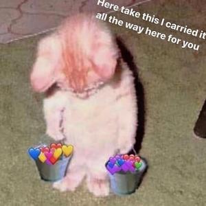 午夜福利免费区在线观看
