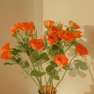 成人综合精品在线播放
