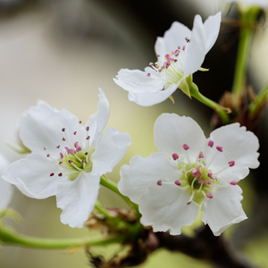 最新猫咪www免费人成
